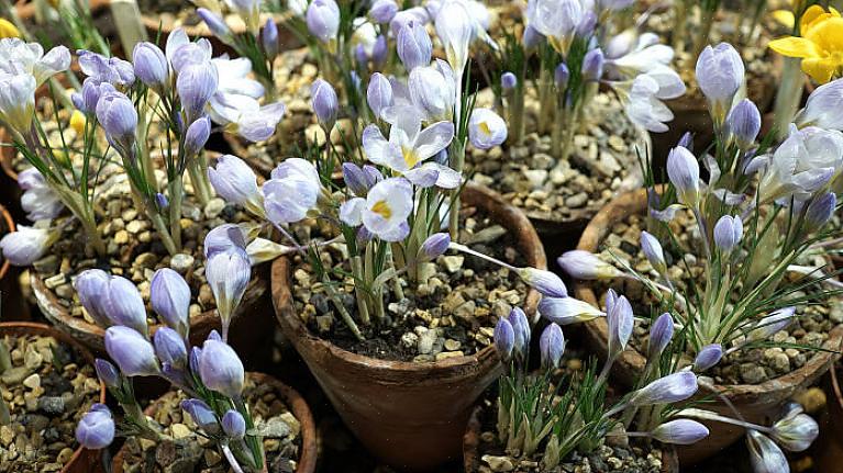 Os bulbos de açafrão com os quais estou familiarizado produzem várias flores por cormo