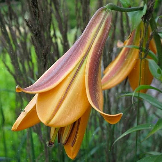 E algumas flores exibem várias cores em cada flor