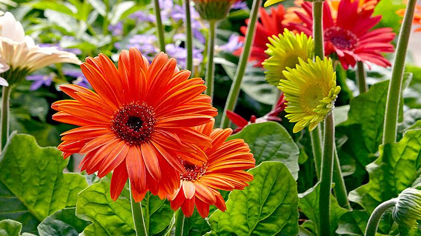 A taxonomia das plantas classifica as flores da margarida gerbera como Gerbera jamesonii