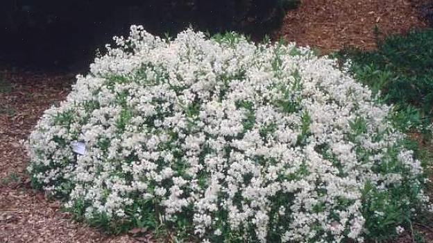 O nome botânico completo usado na taxonomia de plantas para Dwarf Deutzia é Deutzia gracilis 'Nikko'