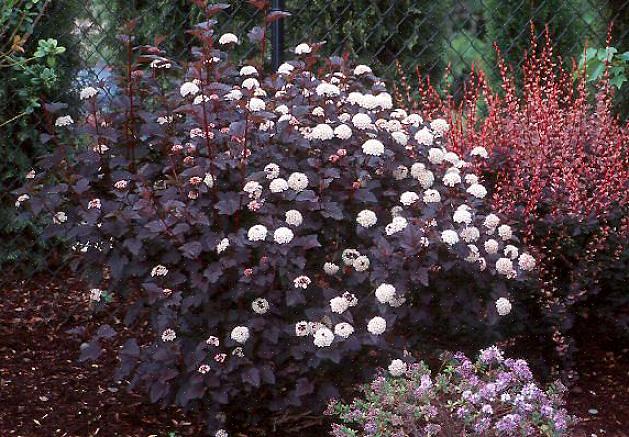 A folhagem arroxeada das plantas de nove cascas do Diablo (com um toque de vermelho aqui