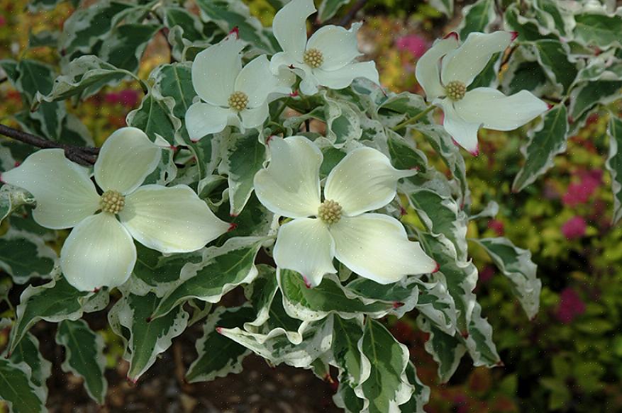 A árvore de dogwood chinês 'olhos de lobo' floresce do final da primavera ao início do verão por um período