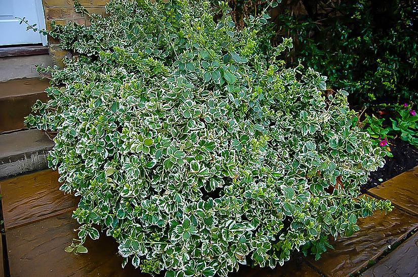 Emerald Gaiety é uma cultivar da planta Euonymus fortunei