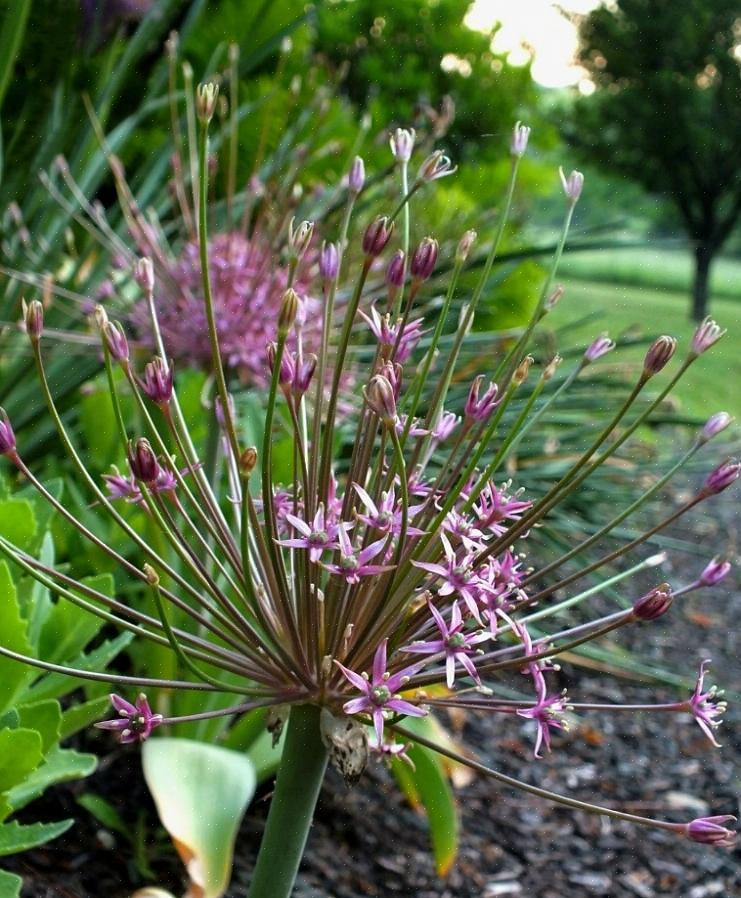 "Cebola" aparece nos nomes comuns porque Allium é o nome do gênero para cebolas comestíveis