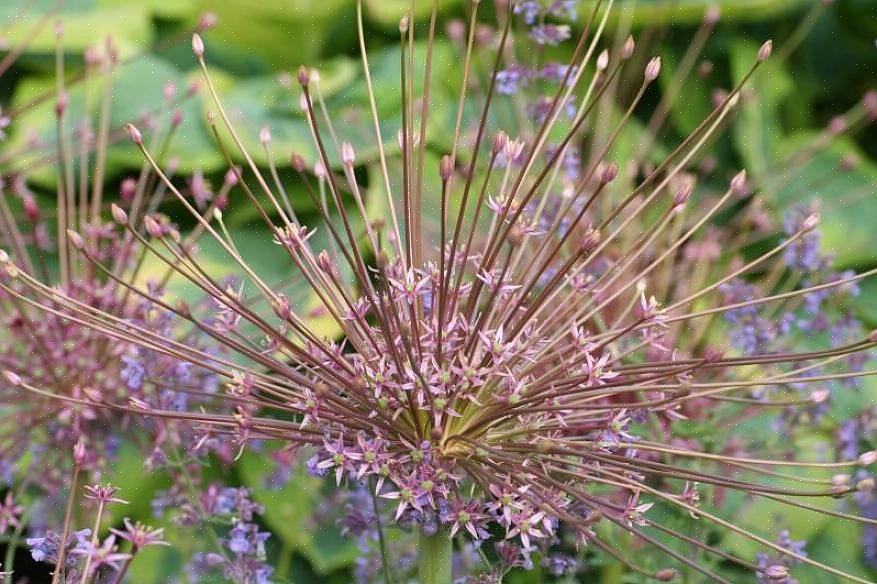 O Allium schubertii será valorizado por aqueles que gostam de trabalhar ou exibir material vegetal seco