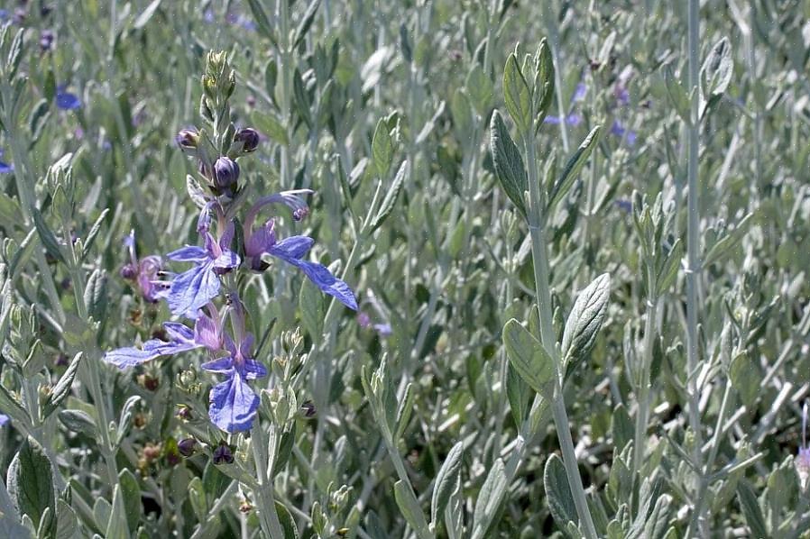 O germander de parede (Teucrium chamaedrys ou