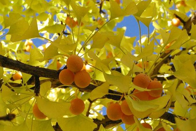 Variedades de árvores masculinas de ginkgo biloba