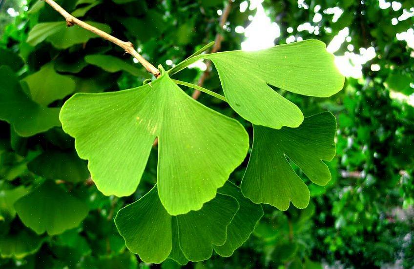 As árvores de ginkgo biloba