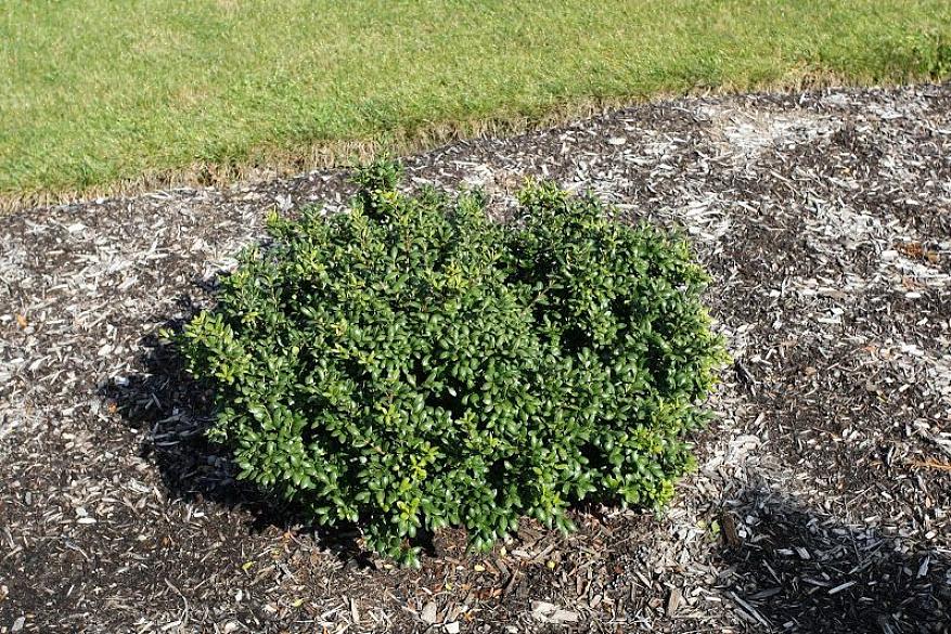 Enquanto as folhas do buxo são lisas (o nome científico da planta do azevinho japonês