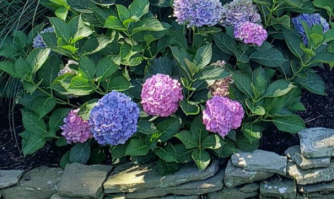 A cabeça de uma flor lacecap se parece com um círculo plano de botões compactos rodeados por um anel solto