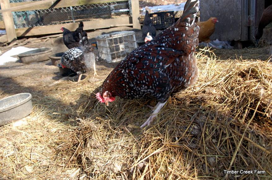 O método de cama profunda é um método sustentável de manejo de cama de frango no galinheiro usado por muitos