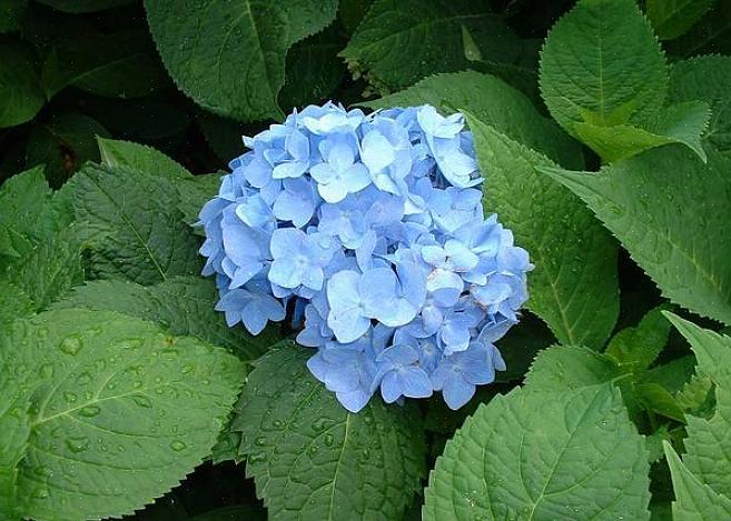 Macrophylla 'Nikko Blue' atinge no máximo 4 a 6 metros de altura