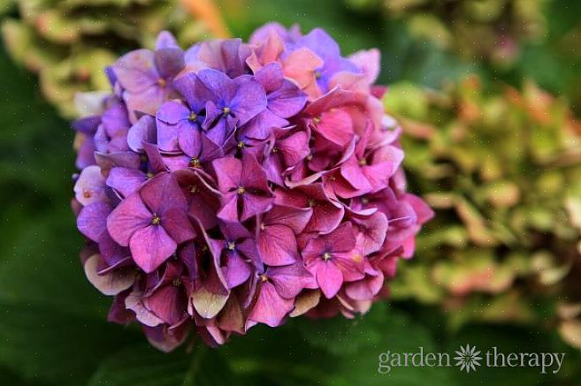 A hortênsia Rhapsody Blue pertence ao grupo classificado como hortênsias em rebrota