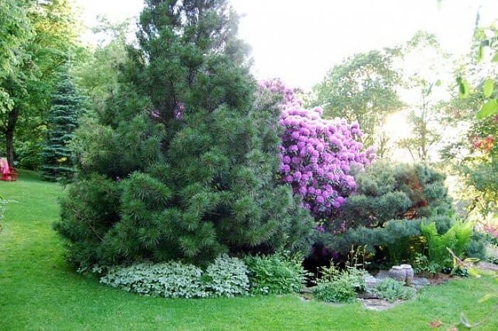 Os pinheiros mansos japoneses são classificados como Sciadopitys verticillata na taxonomia das plantas