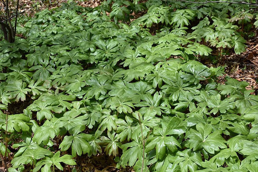 O estudante de plantas Mayapple detectará alguma variação nas folhas de planta para planta