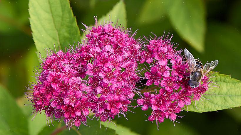 A taxonomia das plantas classifica este arbusto com mais frequência como Spiraea japonica Neon Flash