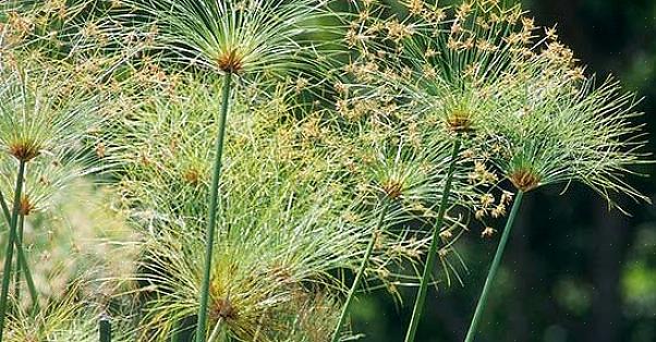 A planta do papiro funciona bem como o ponto focal de um arranjo de várias plantas aquáticas