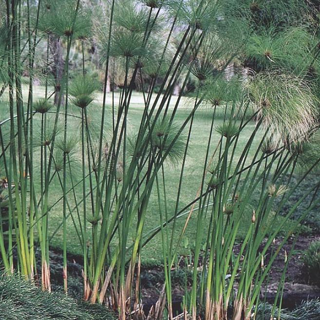 As pessoas que desejam cultivar papiros em um jardim aquático costumam instalá-los diretamente em seus vasos