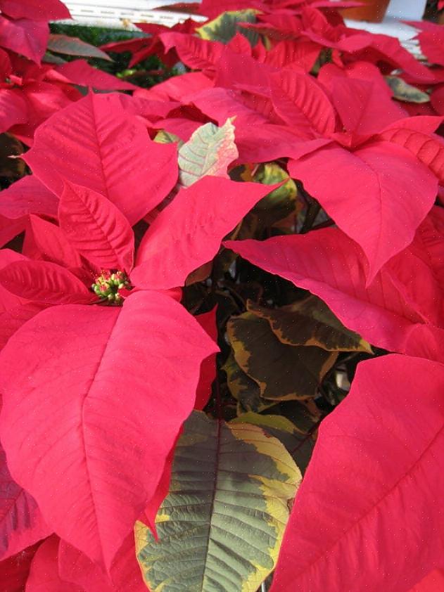 As "flores" das plantas de poinsétia de natal