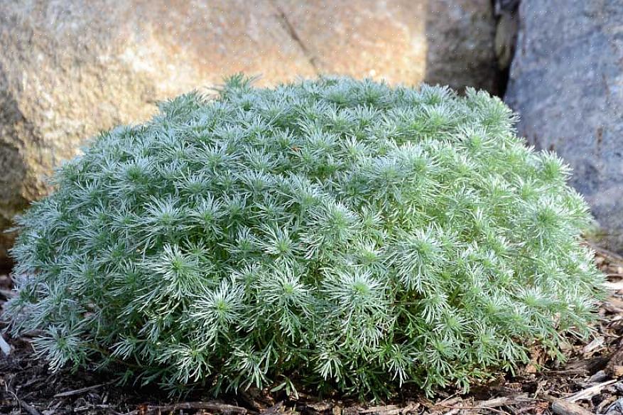 Silvermound Artemisia é cientificamente chamada de Artemisia schmidtiana na taxonomia de plantas