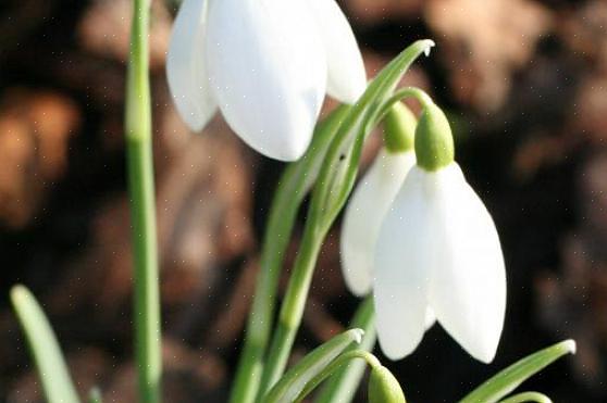 Os snowdrops (Galanthus nivalis) são uma das primeiras flores da primavera a florescer