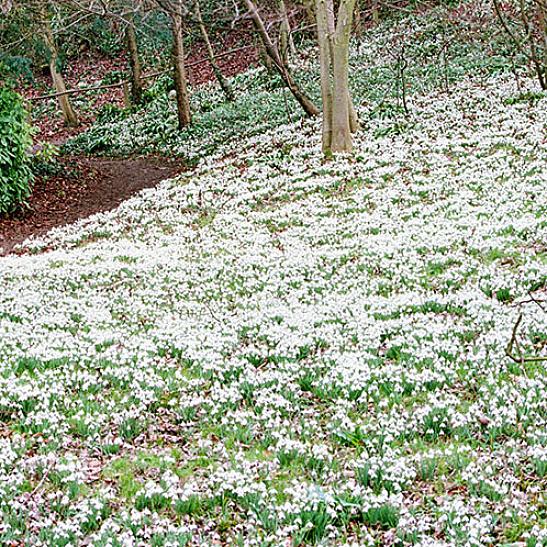 A taxonomia das plantas classifica os pingos de neve comuns como Galanthus nivalis