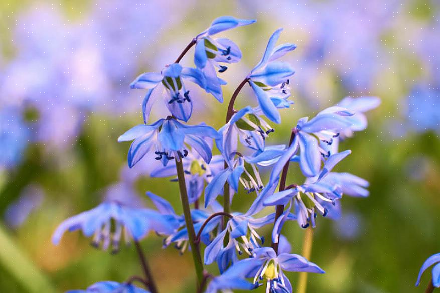 Suas plantas de squill da Sibéria não estarão por perto depois dos primeiros meses frios da primavera