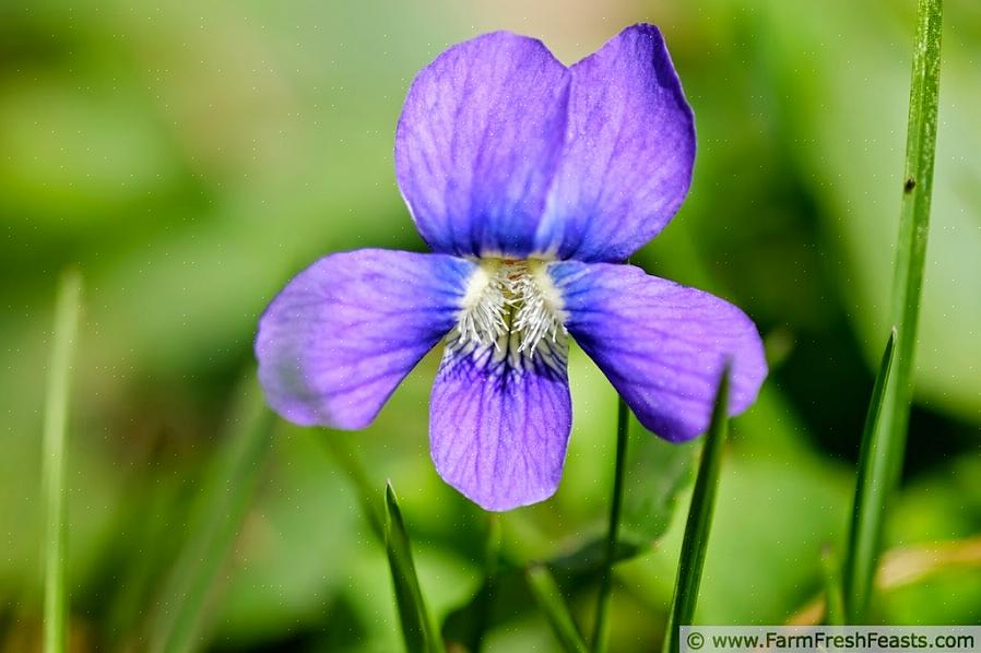 As folhas cerosas de violetas selvagens podem fazer com que o herbicida escorra