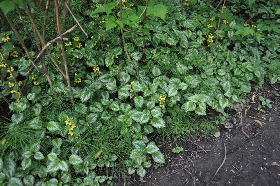 O nome Lamiastrum indica que o arcanjo amarelo é uma planta Lamium "falsa" ou simplesmente se assemelha