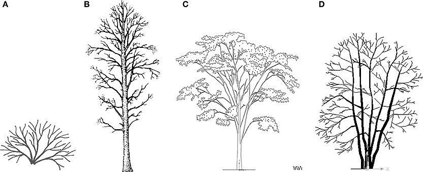 O oposto de "plantas lenhosas" são as plantas "herbáceas"