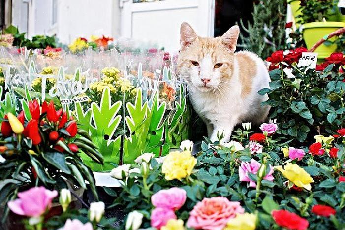 Mas uma isca para dar aos gatos um novo lugar para cavar