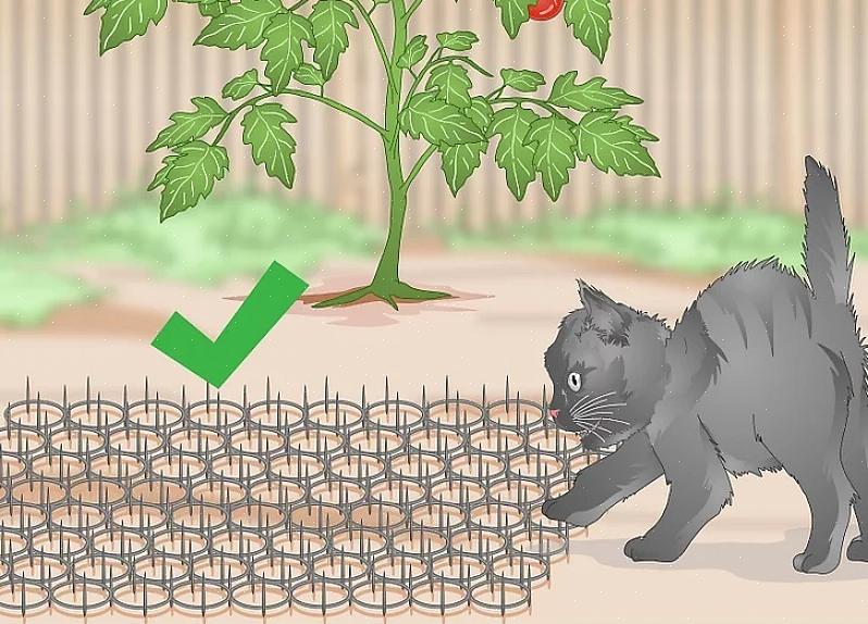 Os observadores de pássaros de quintal nunca devem realizar ações que prejudiquem deliberadamente os gatos