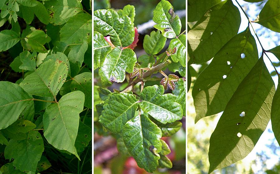 As mesmas técnicas de limpeza recomendadas para tecidos expostos a hera venenosa podem ser usadas