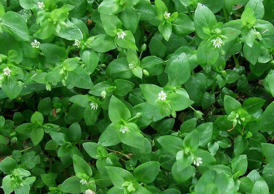 As folhas esmagadas da banana-da-terra "comum" (Plantago major) podem ser usadas como bálsamo para aliviar