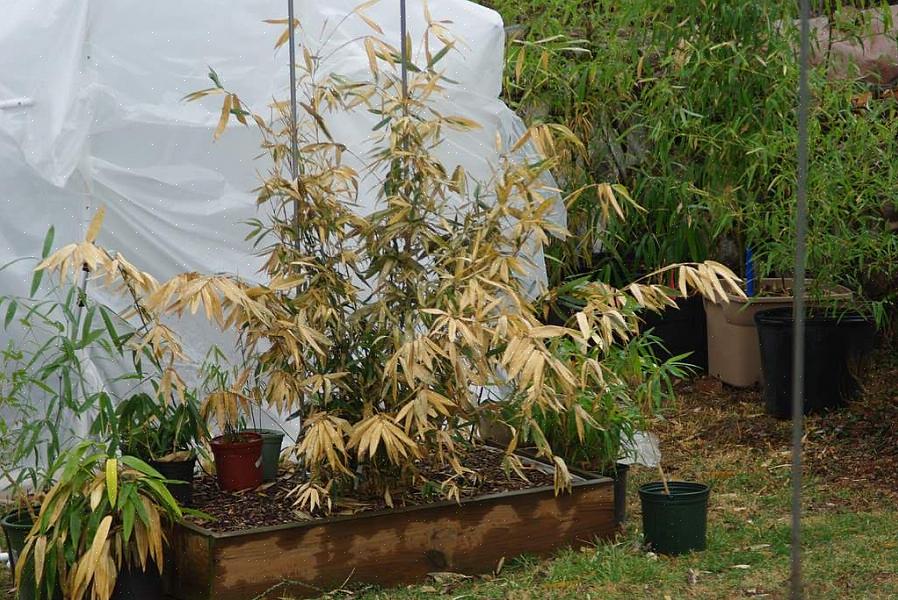 Tente regar as plantas com moderação no início do outono