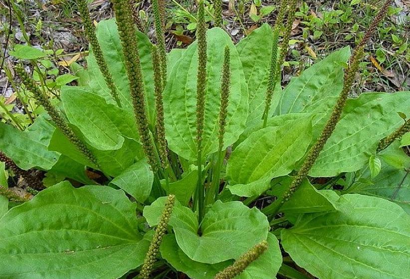 A banana-da-terra é uma planta de baixo crescimento que geralmente tem folhas verdes largas