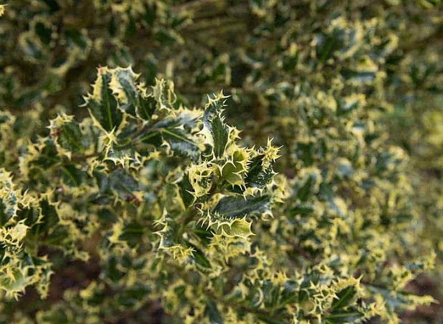 Arbustos (e árvores) de azevinho são plantas verdadeiramente icônicas