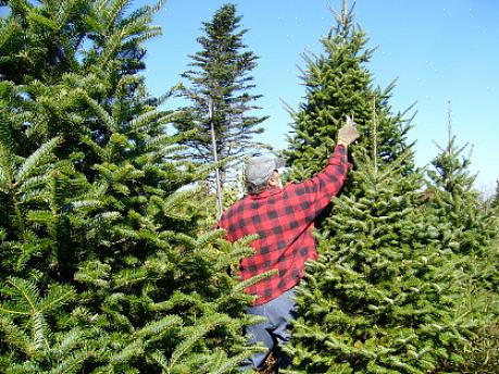 A Poinsétia é uma das plantas de Natal mais icônicas para se dar