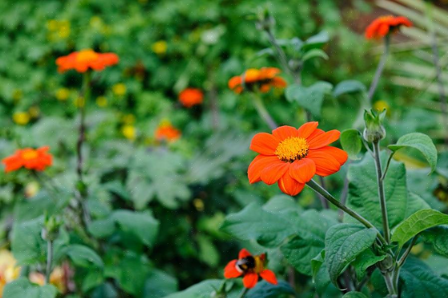 Vejamos agora os melhores arbustos com flores vermelhas ou laranjas adequadas para climas quentes