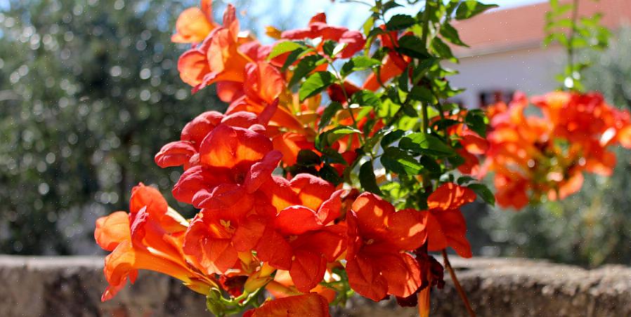 Vale a pena cultivar esta planta por suas flores vermelhas