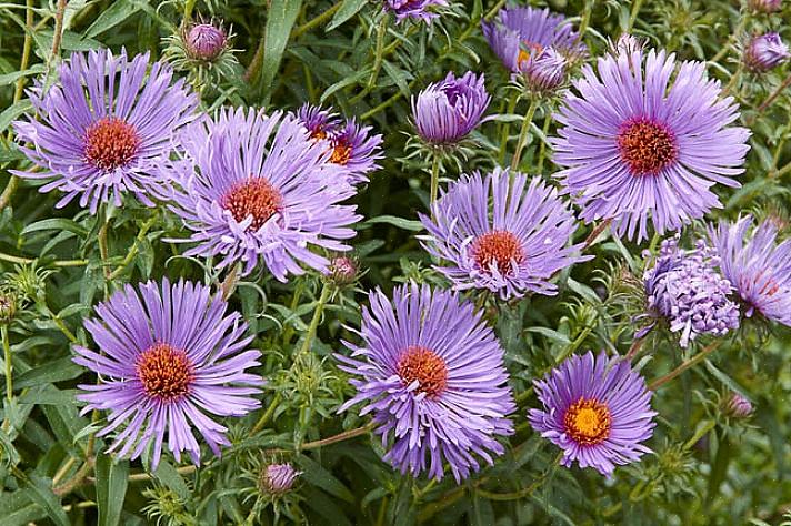 Os ásteres da Nova Inglaterra (Symphyotrichum novae-angliae) podem ser o tipo mais famoso de áster