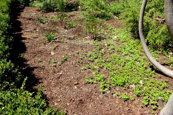 O método descrito aqui matará a grama alta com a mesma certeza que matará a grama baixa