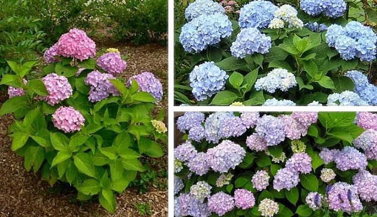 Os arbustos que florescem na primavera florescem em madeira velha