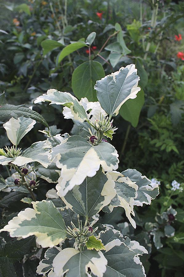 Também é possível que você queira cultivar algumas roseiras de Sharon em espécimes maduros