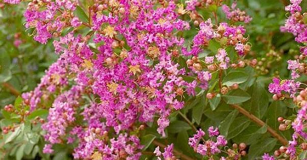 Existe um Walloper rosa semelhante para quem procura arbustos com flores rosa