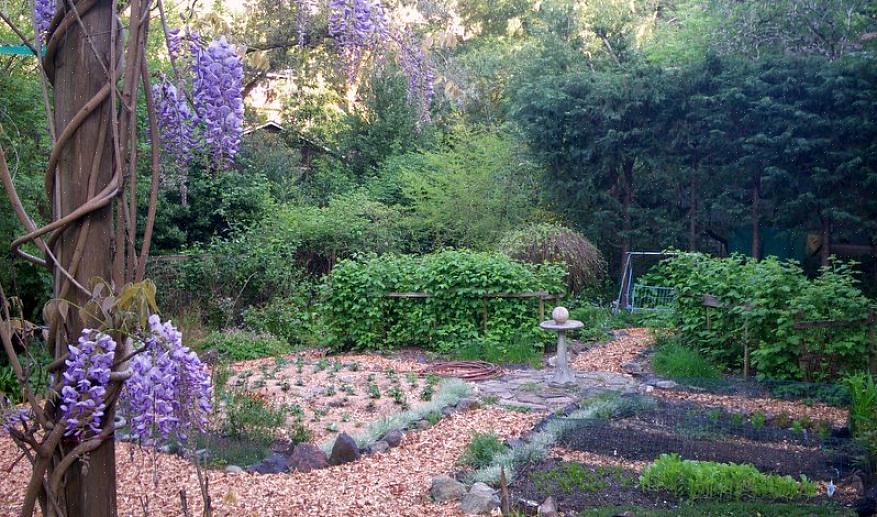 Plantas de baga tendem a ser pequenas o suficiente para parecerem apropriadas em um quintal de qualquer