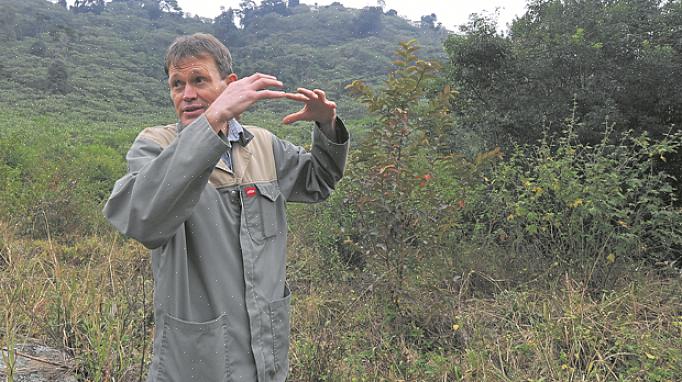 A "melhor" maneira de se livrar de uma planta invasora dependerá