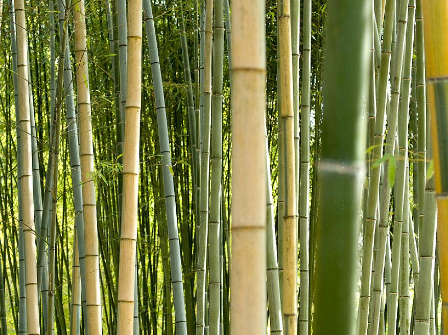 Esse método também funciona bem se você tiver um pedaço de bambu que deseja manter