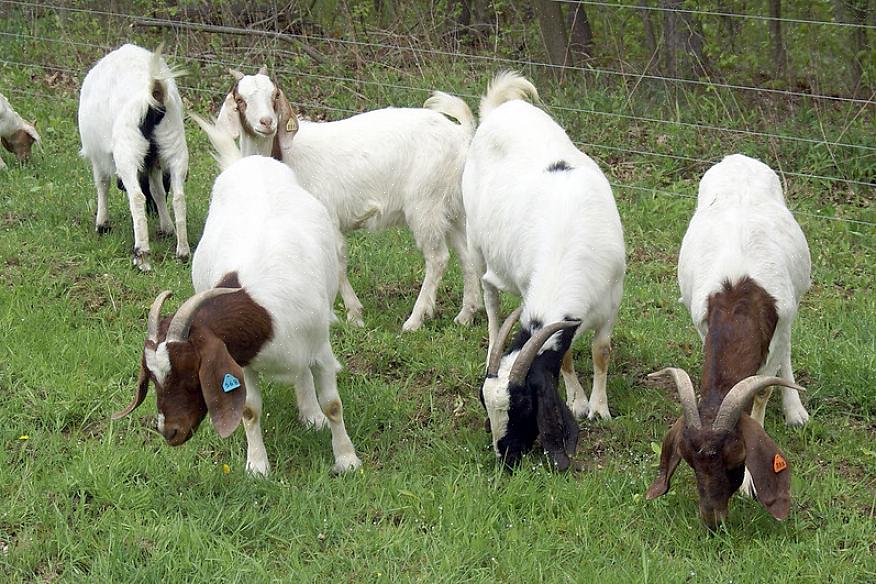 Você sabe que as cabras requerem algum conhecimento para alimentá-las corretamente