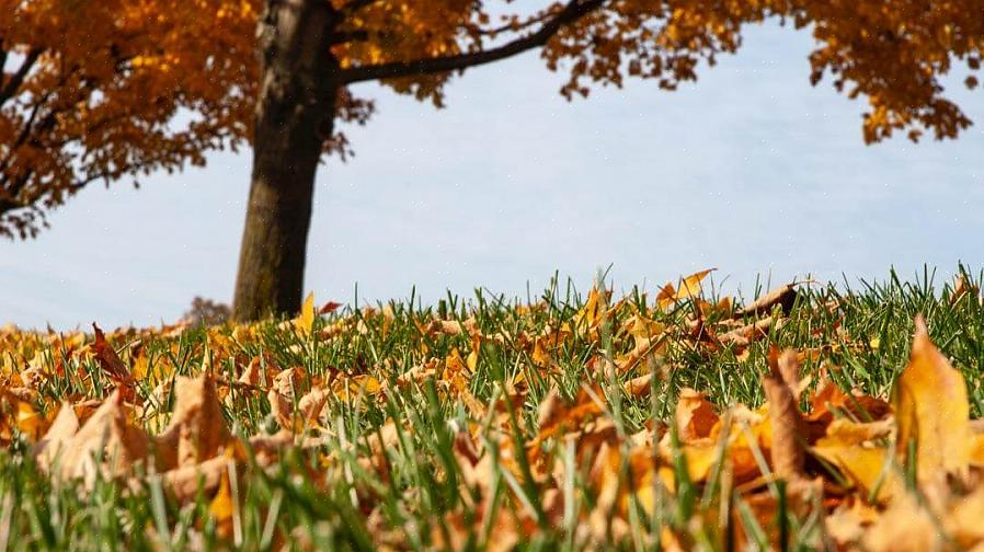 Aparas de gramado adicionam valiosa matéria orgânica ao solo